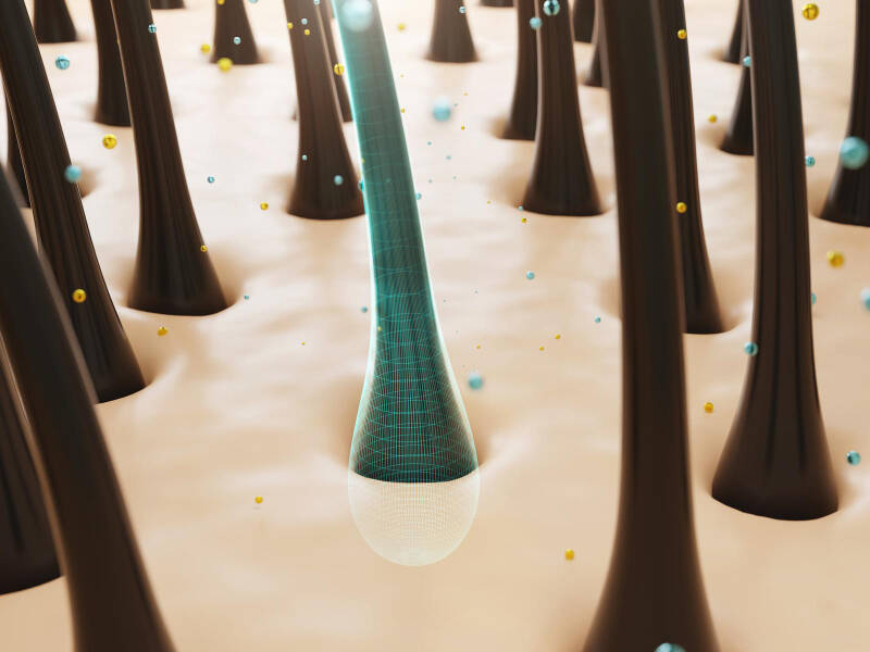 Microanatomia do folículo capilar